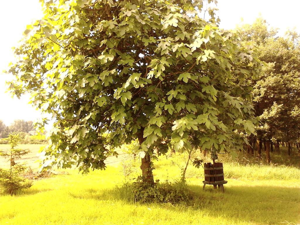 Bed and Breakfast Green Fields Padua Exterior foto